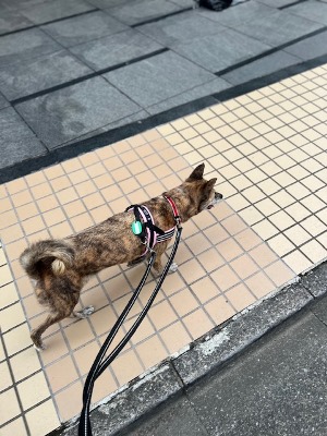 うずら10.jpeg