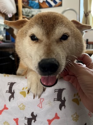 せとか12.jpg