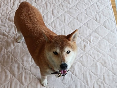 せとかA.jpg