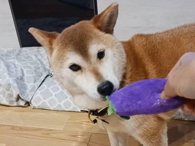 せとかC.jpg