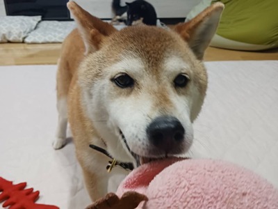せとかD.jpg