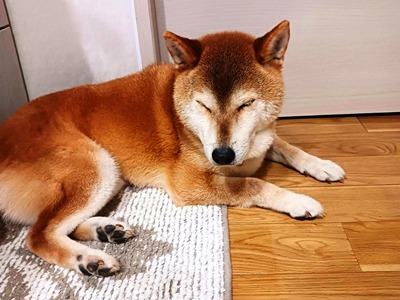 せとかH.jpg