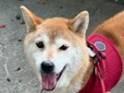 せとかHA.JPG