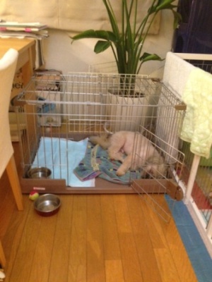 動物病院やトリミングサロン ...