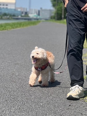 ほたて４.jpg