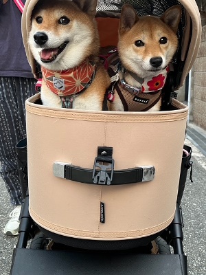 めいこ１.jpg