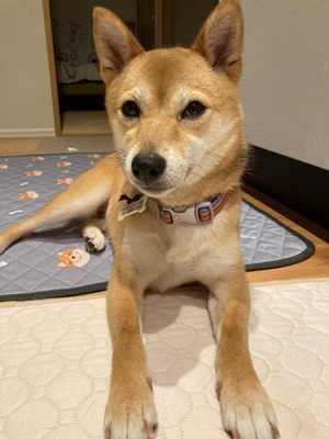 めいこ６.jpg