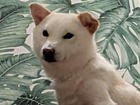 地頭所ちびちゃん.jpg