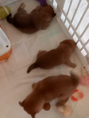 柴仔犬.jpg
