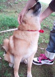 P4200009-b7.jpg