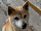 banbi0521.png