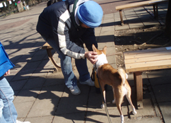 basenji-b2.jpg