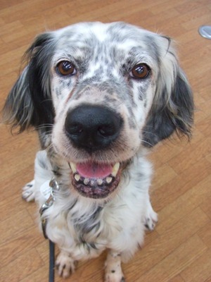 Dog Shelter 1009q01 イングリッシュセッター メス 推定７歳 体重１６ ３ｋｇ ハッピーシニア基金対象犬