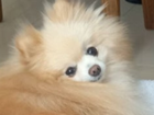 nikopo.png