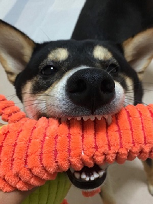 Dog Shelter | 〔2210G02〕柴犬ミックス オス 推定2歳半 体重19