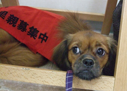 okura-b3.jpg