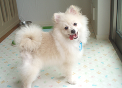 pomeko-b.jpg