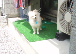 pomeko-b0.jpg