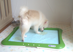 pomeko-b3.jpg
