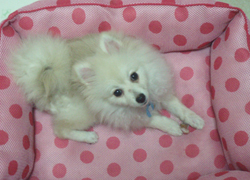pomeko-b6.jpg