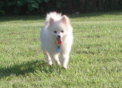 pomeko-b8.jpg