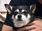 sesa0608.png