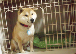 tanakasibako-b.jpg