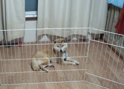 tanakasibako-b0.jpg