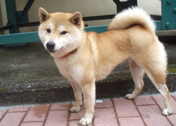 tanakasibako-b1.jpg