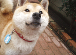 tanakasibako-b5.jpg