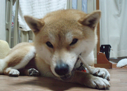 tanakasibako-b6.jpg