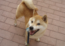 tanakasibako-b7.jpg