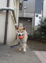 tanakasibako-b9.jpg
