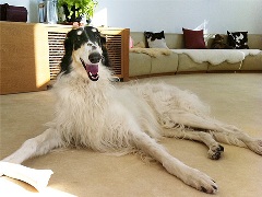 ボルゾイの事典 : 性格、飼育、沿革、繁殖まですべてがわかる決定版 ボルゾイの事典 ― 性格、飼育、沿革、繁殖まですべてがわかる