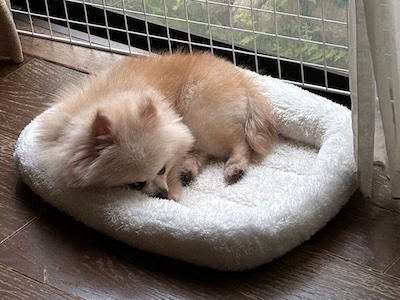 Dog Shelter | 〔2403P09〕ポメラニアン メス 推定5歳 体重1.55kg