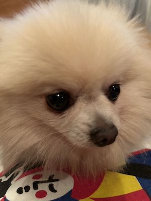 Dog Shelter | 〔2403P09〕ポメラニアン メス 推定5歳 体重1.55kg