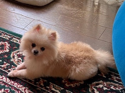 Dog Shelter | 〔2403P09〕ポメラニアン メス 推定5歳 体重1.55kg