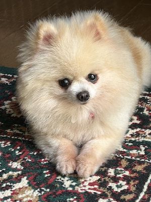 Dog Shelter | 〔2403P09〕ポメラニアン メス 推定5歳 体重1.55kg