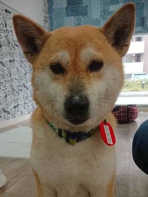 Dog Shelter | 〔1904Z01〕柴犬ﾒｽ 推定5-6歳 体重7kg おうか家族ができ
