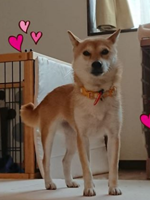 Dog Shelter | 〔1904Z01〕柴犬ﾒｽ 推定5-6歳 体重7kg おうか家族ができ