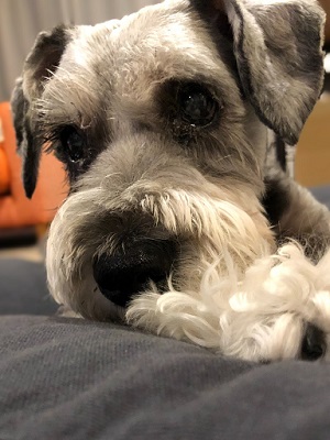 シュタイフ　シュナウザー　可愛い シュタイフ シュナウザー 可愛い