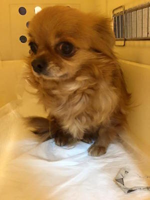 Dog Shelter | 〔1601Z03〕チワワ メス 推定5才 体重約3.5kg 【かこ