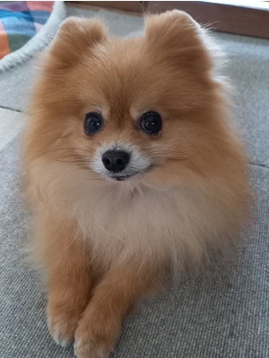 Dog Shelter | 〔2501P03〕ポメラニアン オス 推定5歳 体重2.34kg