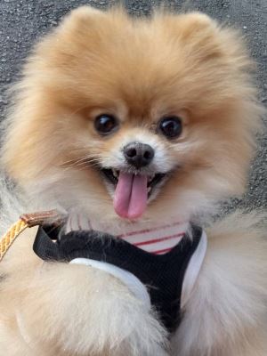 Dog Shelter | 〔2501P03〕ポメラニアン オス 推定5歳 体重2.34kg