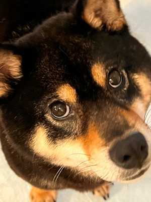 Dog Shelter | 〔2606K06〕柴犬 メス 推定5歳 体重8kg きよ 交渉中です