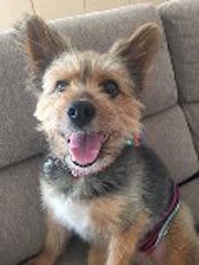 Dog Shelter | 〔1503T05〕ヨークシャテリアミックス オス 6才 体重8kg