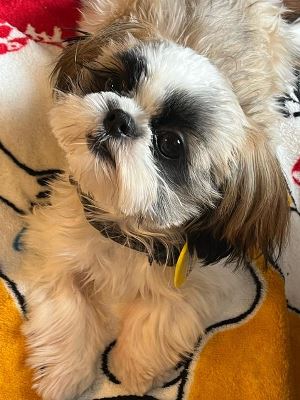 Dog Shelter | 〔2310H07〕シー・ズー オス 約6ヶ月 体重1.75kg 深水
