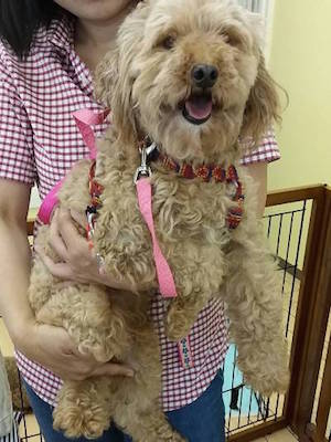 Dog Shelter | 〔1806S01〕プードルミックス メス 推定6-8歳 体重7kg