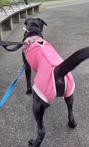 Dog Shelter | 〔2210G01〕ラブラドールレトリバーミックス メス 推定9