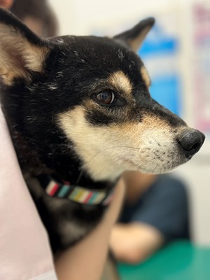 Dog Shelter | 〔2508L02〕柴犬メス 推定5歳 体重8.6kgせん関西ｴﾘｱで